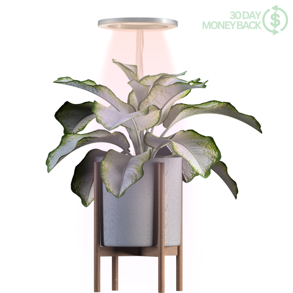 The Plant Halo