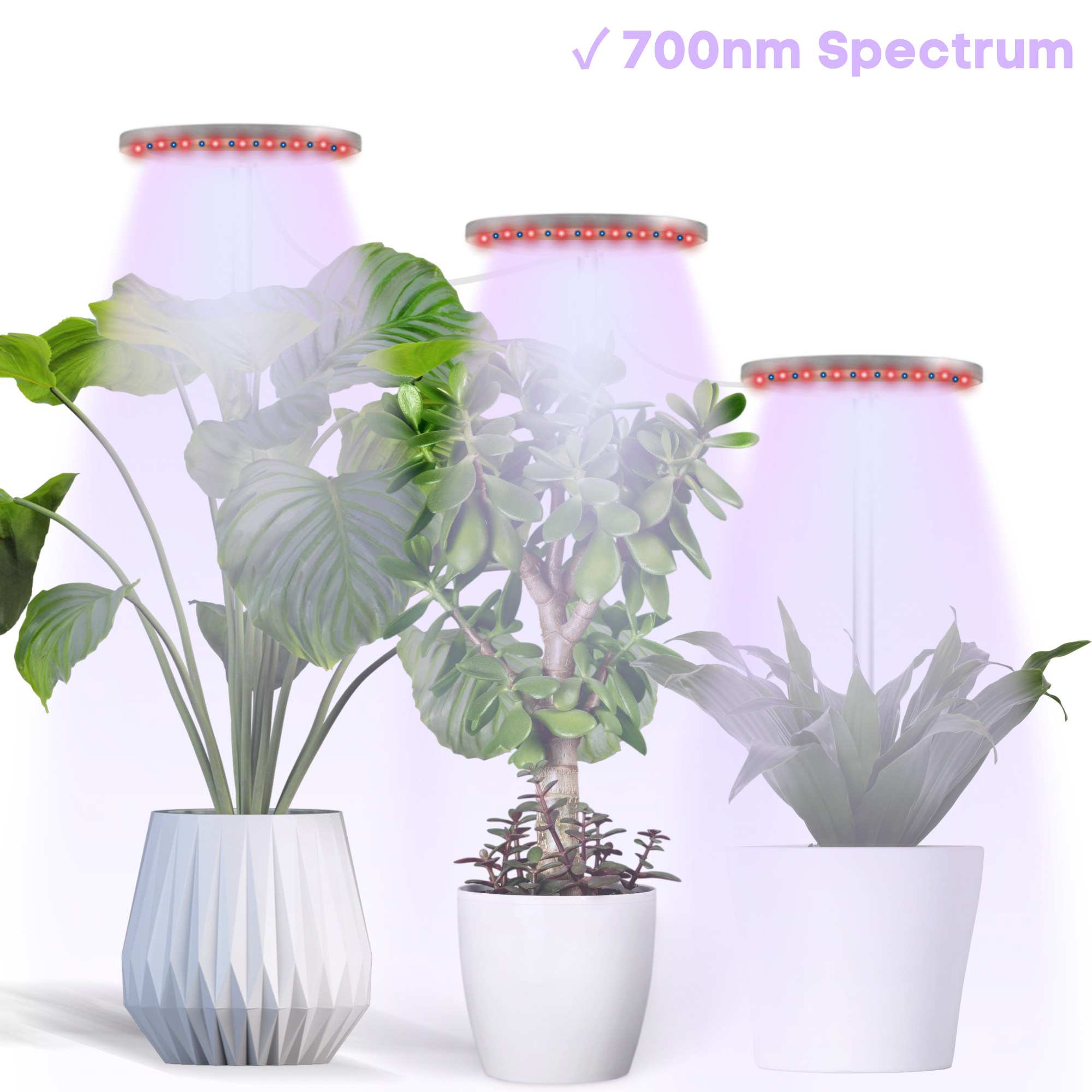 halogen light for growing plants The Plant Halo – ThePlantHalo