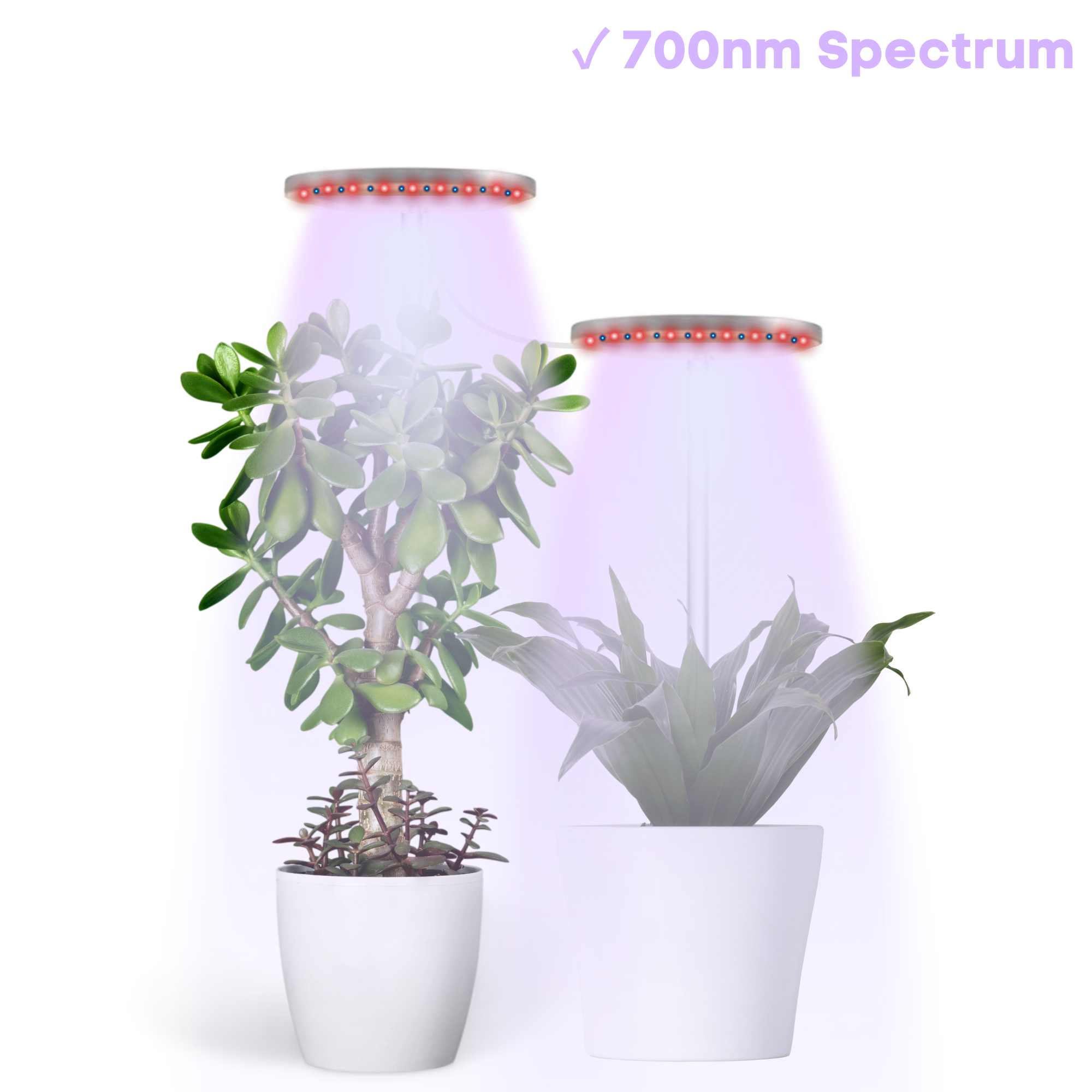 are halogen lights good for growing plants The Plant Halo – ThePlantHalo