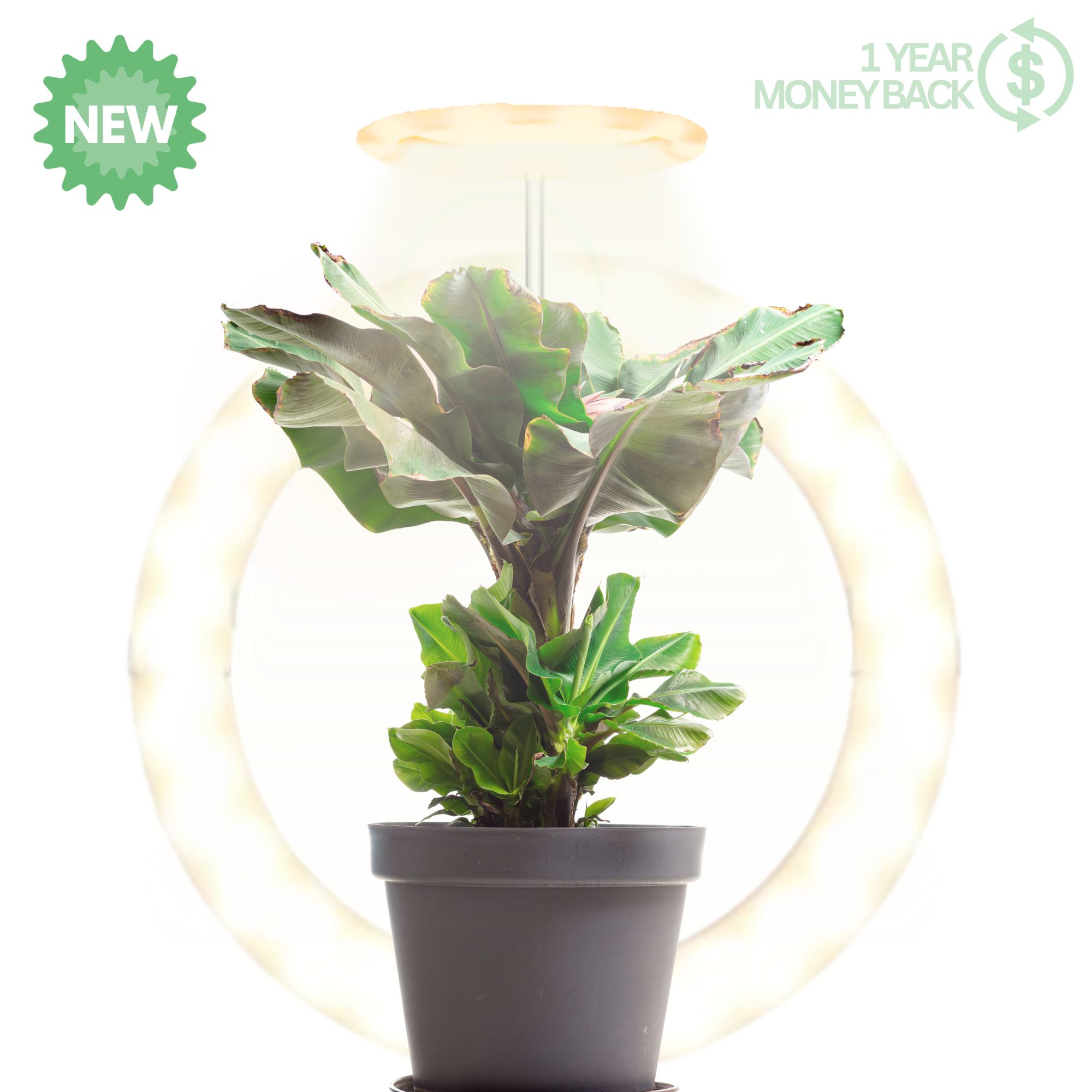 The Plant Halo PLUS – ThePlantHalo