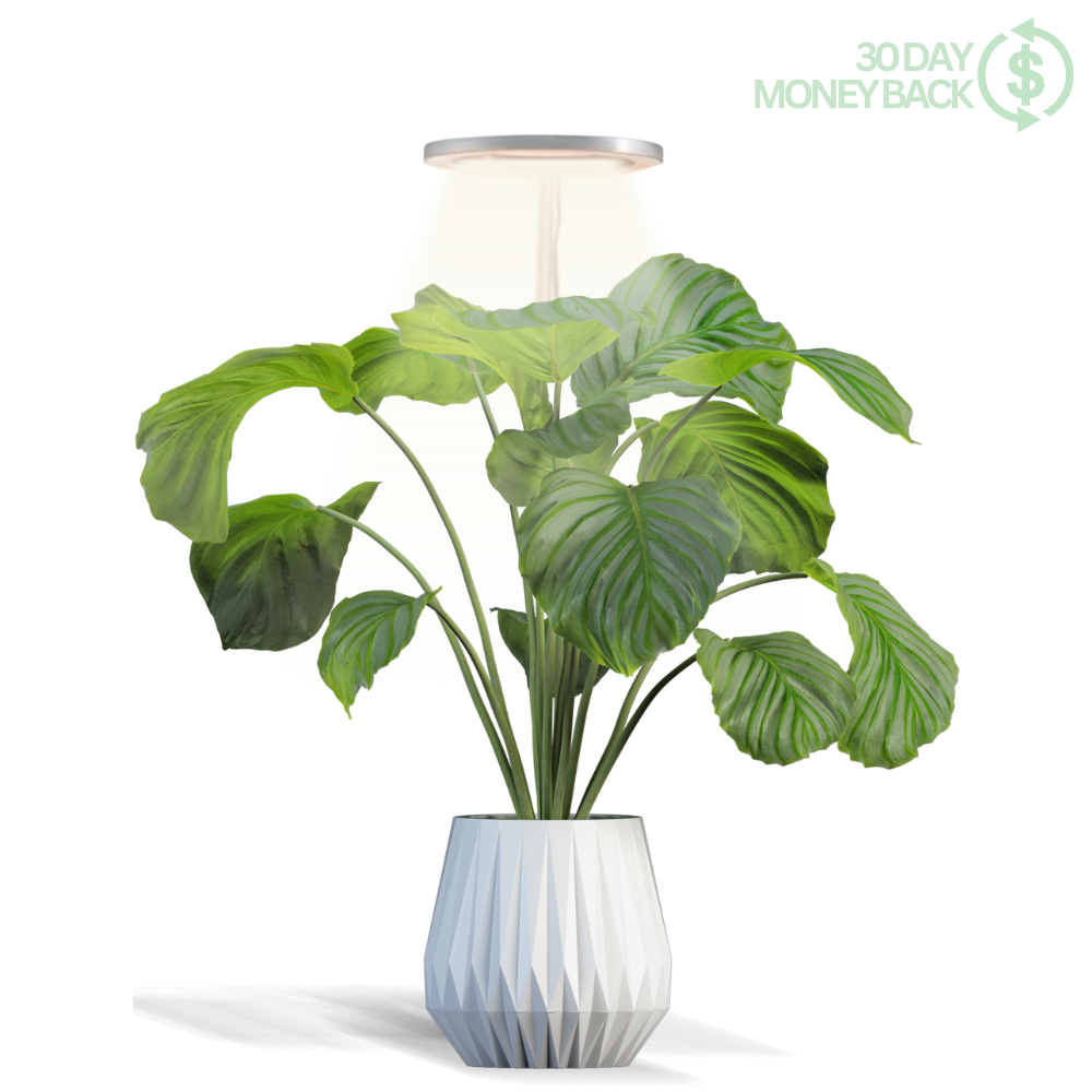 halo plant pots The Plant Halo – ThePlantHalo